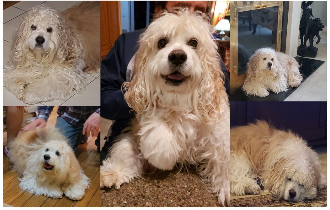 PERSONAL – In Memoriam – Gabriel Mikhail Parsan Dec 3, 2007 – August 15, 2023 – A Love Story